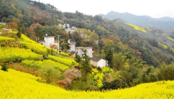 黄山十大赏油菜花地方？广州黄村山水酒店