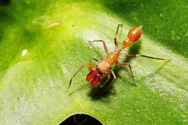 秋天下雨出来的虫子叫什么？（新乡红蚂蚁主题酒店周边）